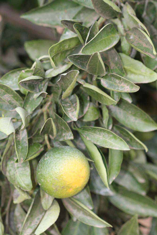              Sun leaves (Riverside, CA)       